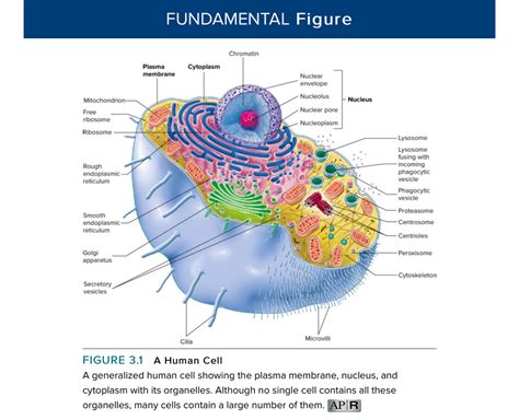 cell functions quizlet|cellular structure and function quizlet.